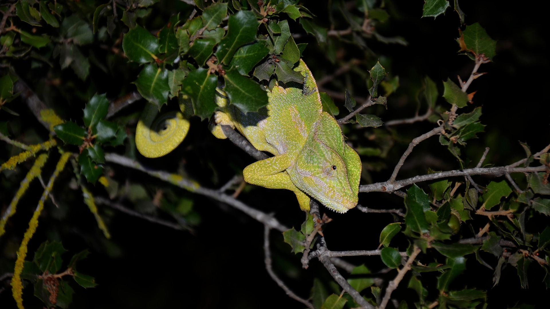 Řecko, Peloponés, chameleon africký (Chamaeleo africanus)