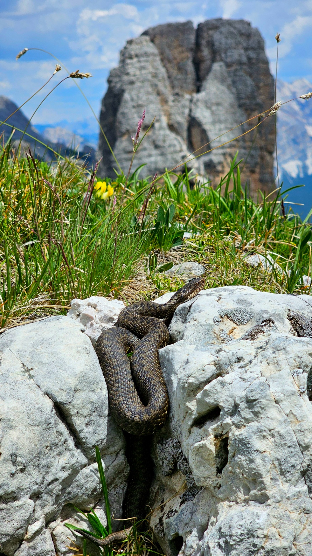 Dolomity, zmije obecná u Cinque Torri