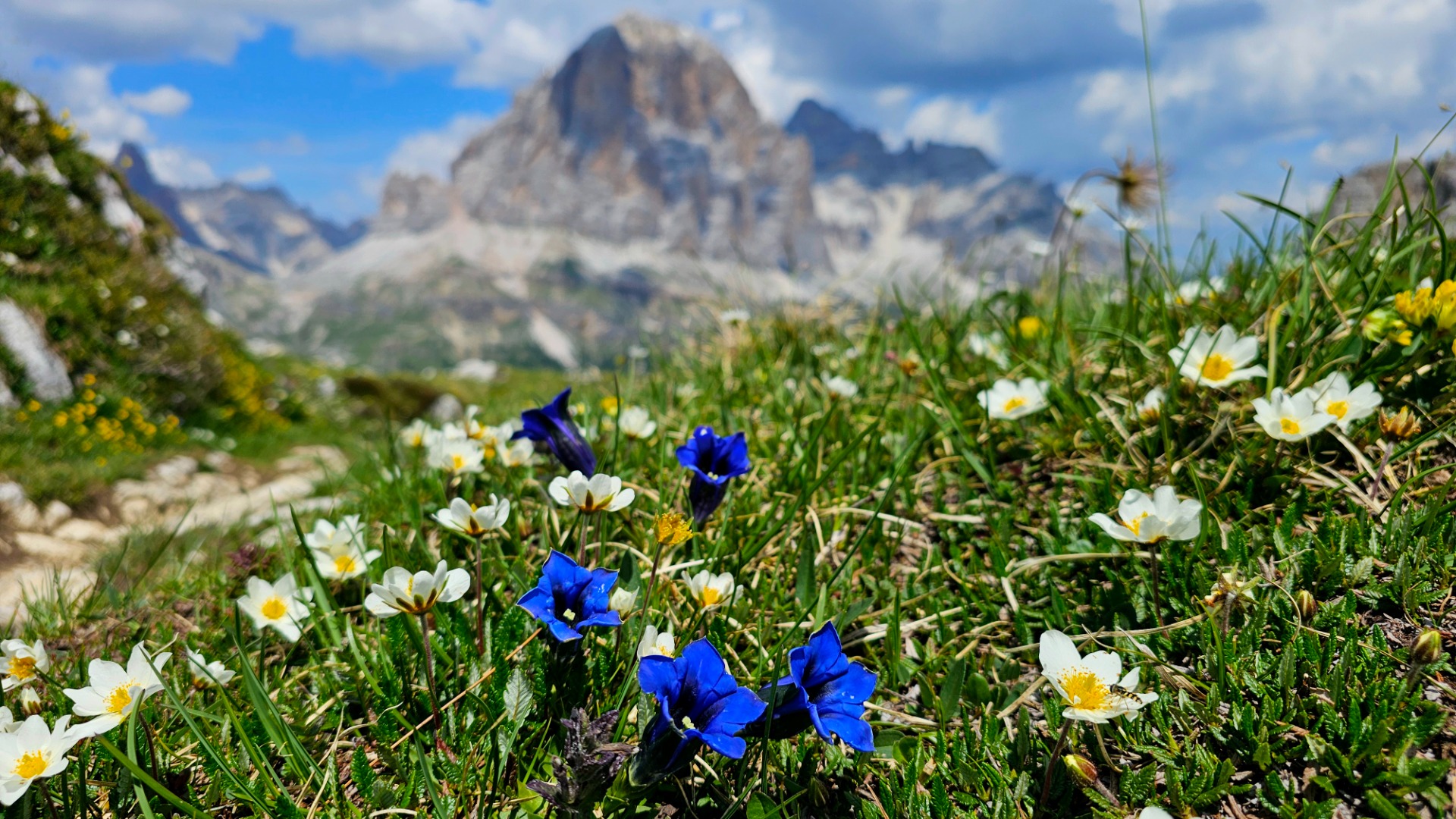 Dolomity, louka u Cinque Torri