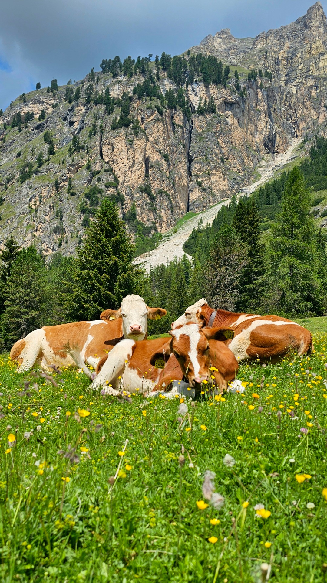 Dolomity, údolí Vallunga, pastvina Sas de Pra da Ri