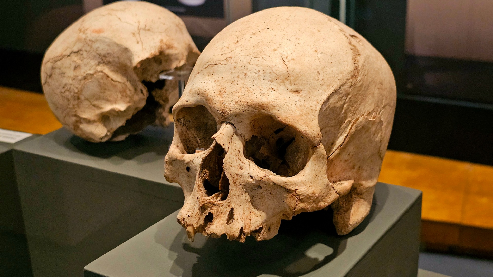 Malta, Národní archeologické muzeum, lebky z Hypogea
